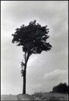 arbre Jura